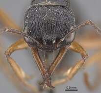 صورة Myrmecia fulvipes Roger 1861