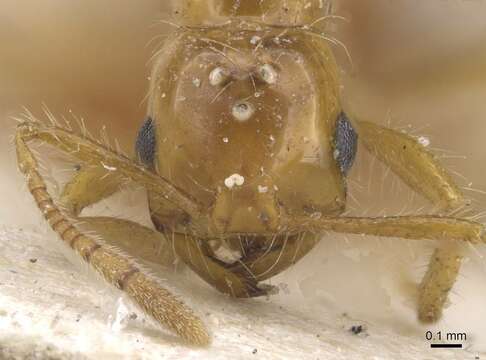 Plancia ëd Solenopsis daguerrei (Santschi 1930)