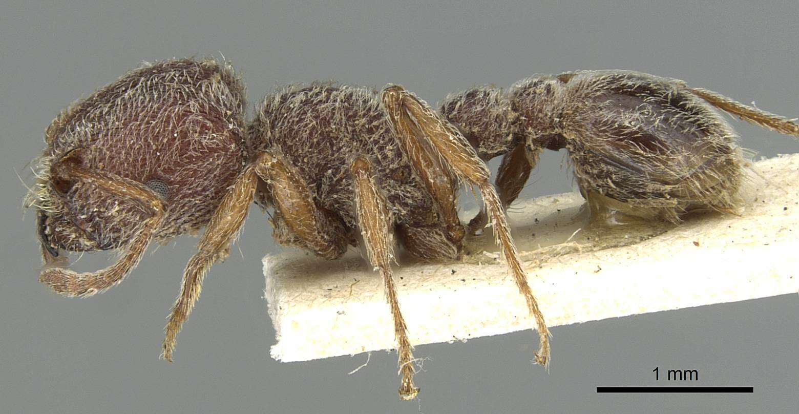 Image of Tetramorium rothschildi (Forel 1907)