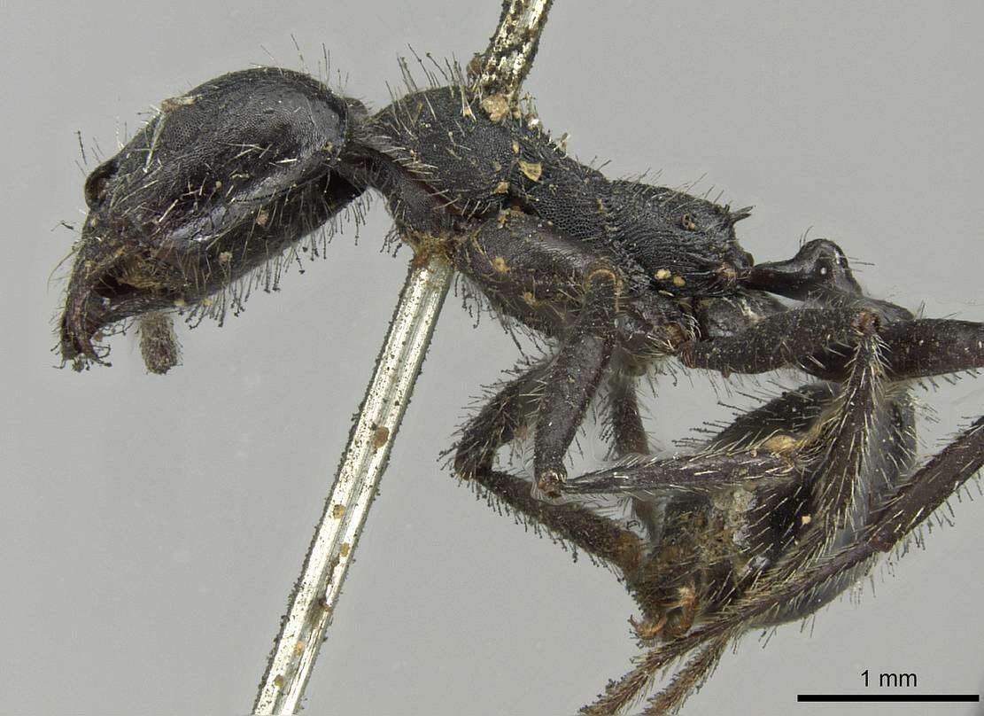 Image of Aphaenogaster testaceopilosa (Lucas 1849)