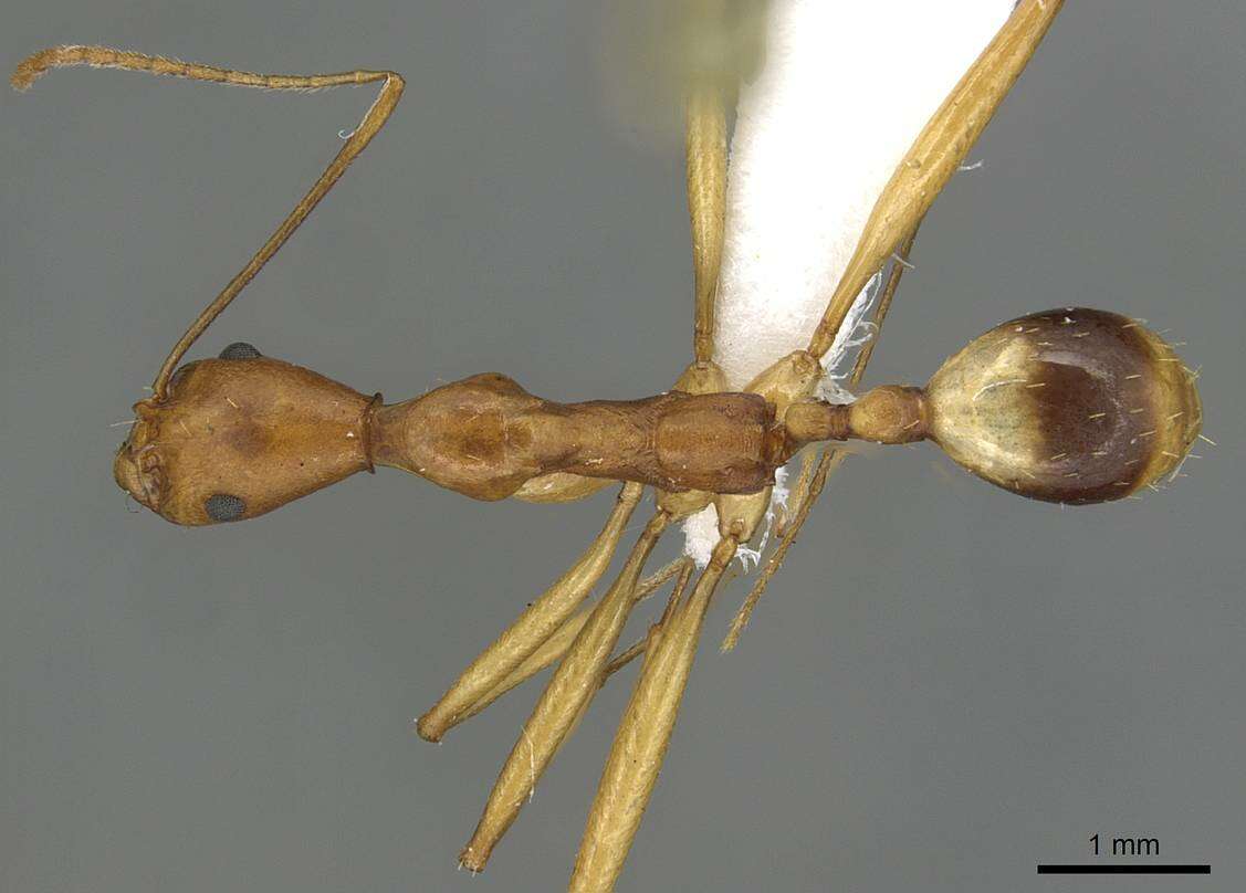 Image of Aphaenogaster phillipsi Wheeler & Mann 1916