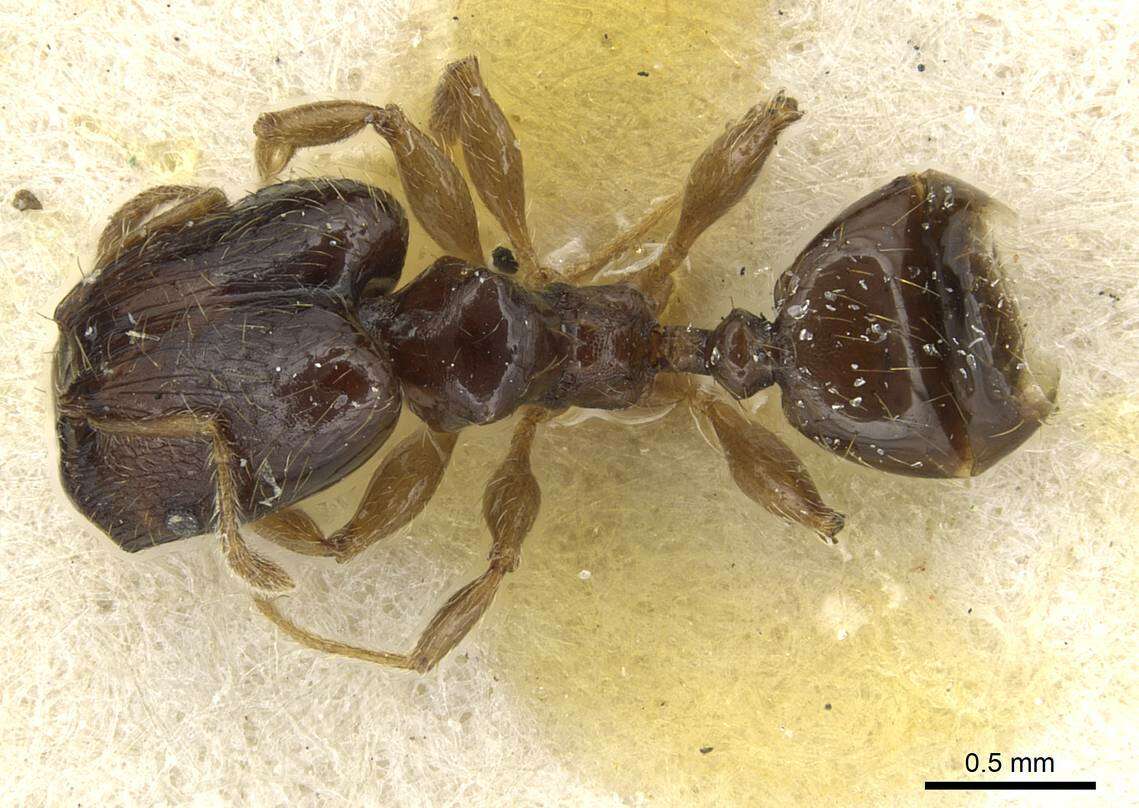 Image of Pheidole nigritella Bernard 1953