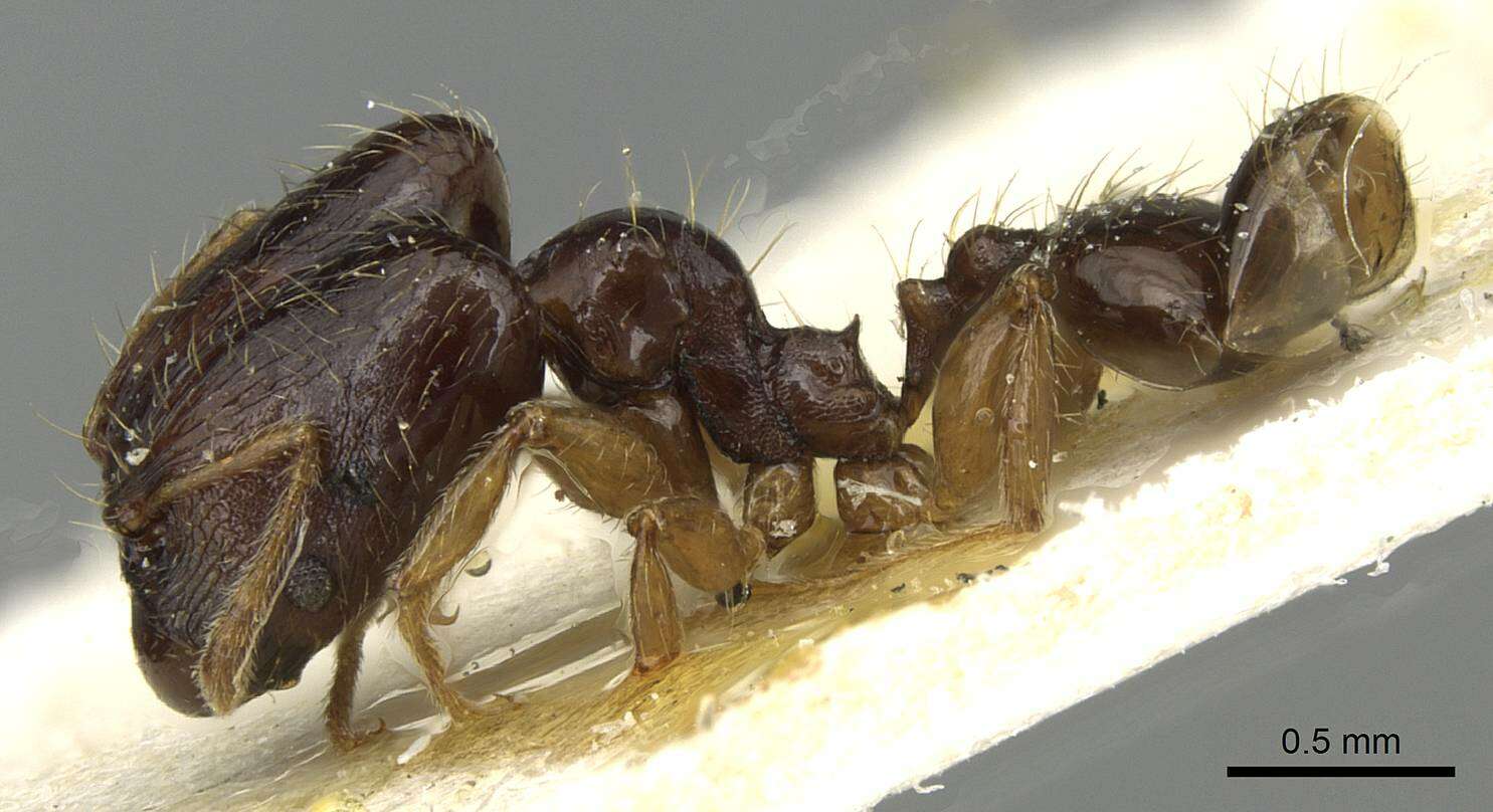 Image of Pheidole nigritella Bernard 1953