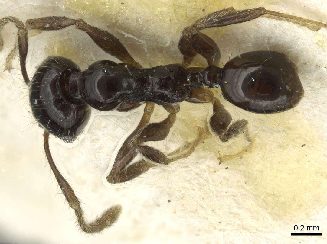 Image of Pheidole nigritella Bernard 1953