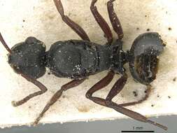 Image of Polyrhachis bouvieri Santschi 1928