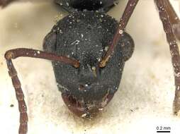 Image of Polyrhachis bouvieri Santschi 1928