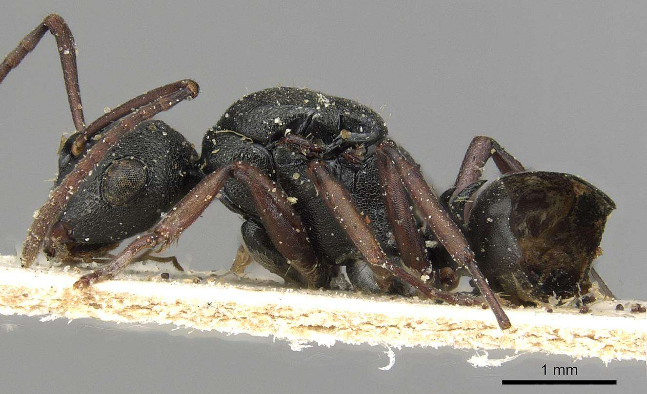 Image of Polyrhachis bouvieri Santschi 1928