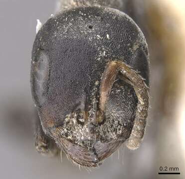 Image of Pseudomyrmex flavicornis (Smith 1877)