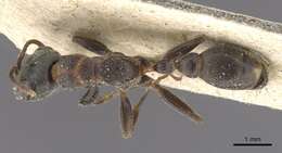 Image of Pseudomyrmex