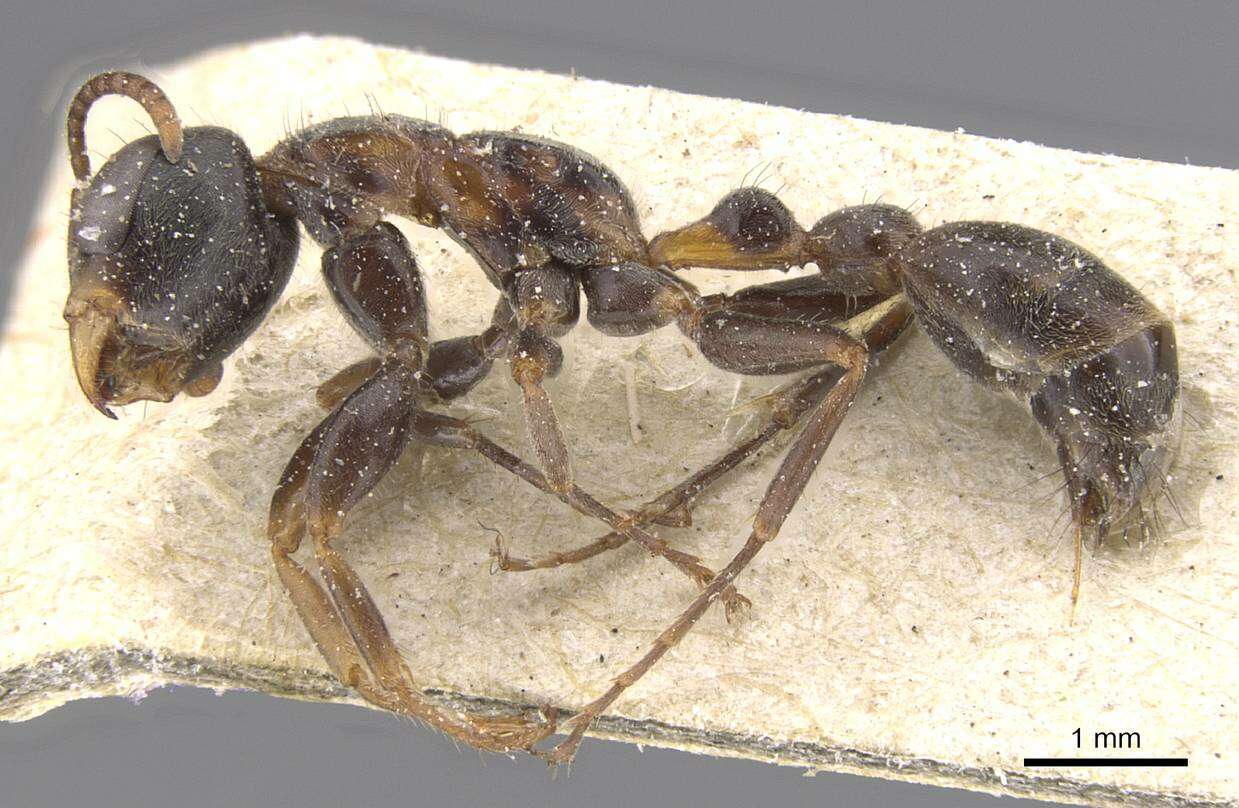 Image of Pseudomyrmex