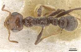 Image of Pseudomyrmex kuenckeli (Emery 1890)