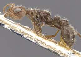 Pseudomyrmex kuenckeli (Emery 1890) resmi