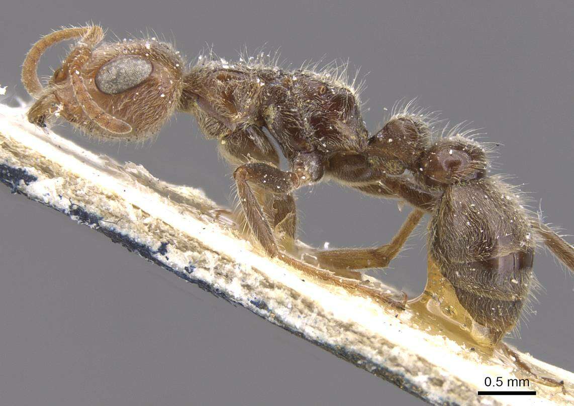 Image of Pseudomyrmex kuenckeli (Emery 1890)