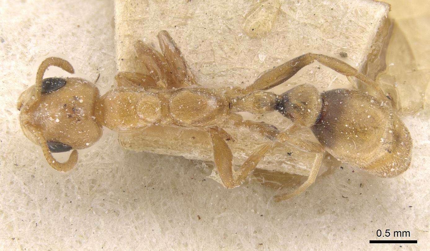 Plancia ëd Pseudomyrmex nigrocinctus (Emery 1890)