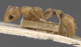 Plancia ëd Pseudomyrmex nigrocinctus (Emery 1890)