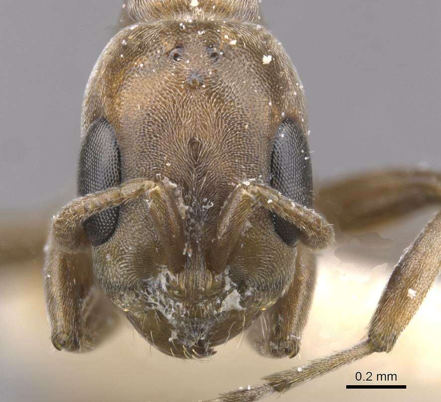 Plancia ëd Pseudomyrmex nigrocinctus (Emery 1890)