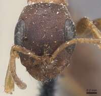 Image of Pseudomyrmex phyllophilus (Smith 1858)