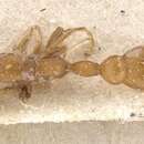 صورة Pseudomyrmex solisi (Santschi 1916)