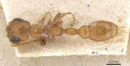 صورة Pseudomyrmex solisi (Santschi 1916)