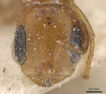 صورة Pseudomyrmex solisi (Santschi 1916)