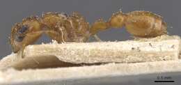 صورة Pseudomyrmex solisi (Santschi 1916)