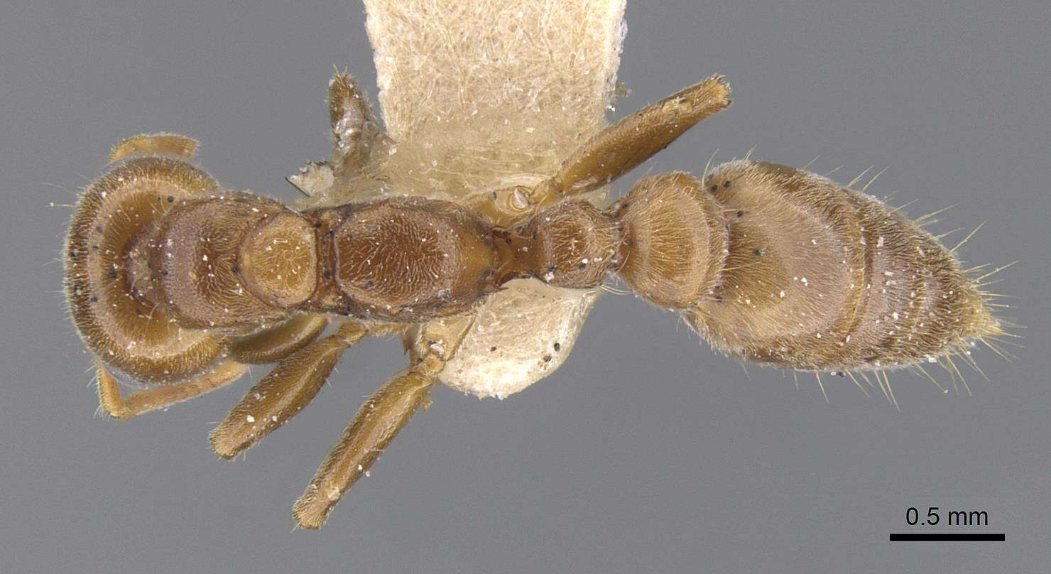 Image of Pseudomyrmex triplaridis (Forel 1904)