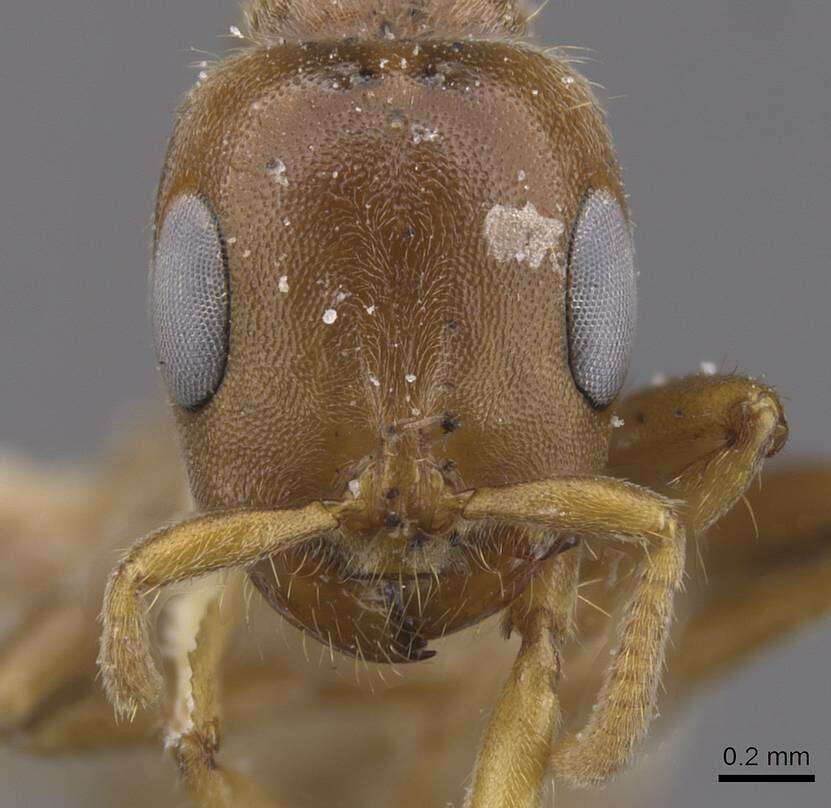 Image of Pseudomyrmex triplaridis (Forel 1904)