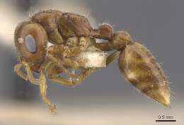 Image of Pseudomyrmex triplaridis (Forel 1904)