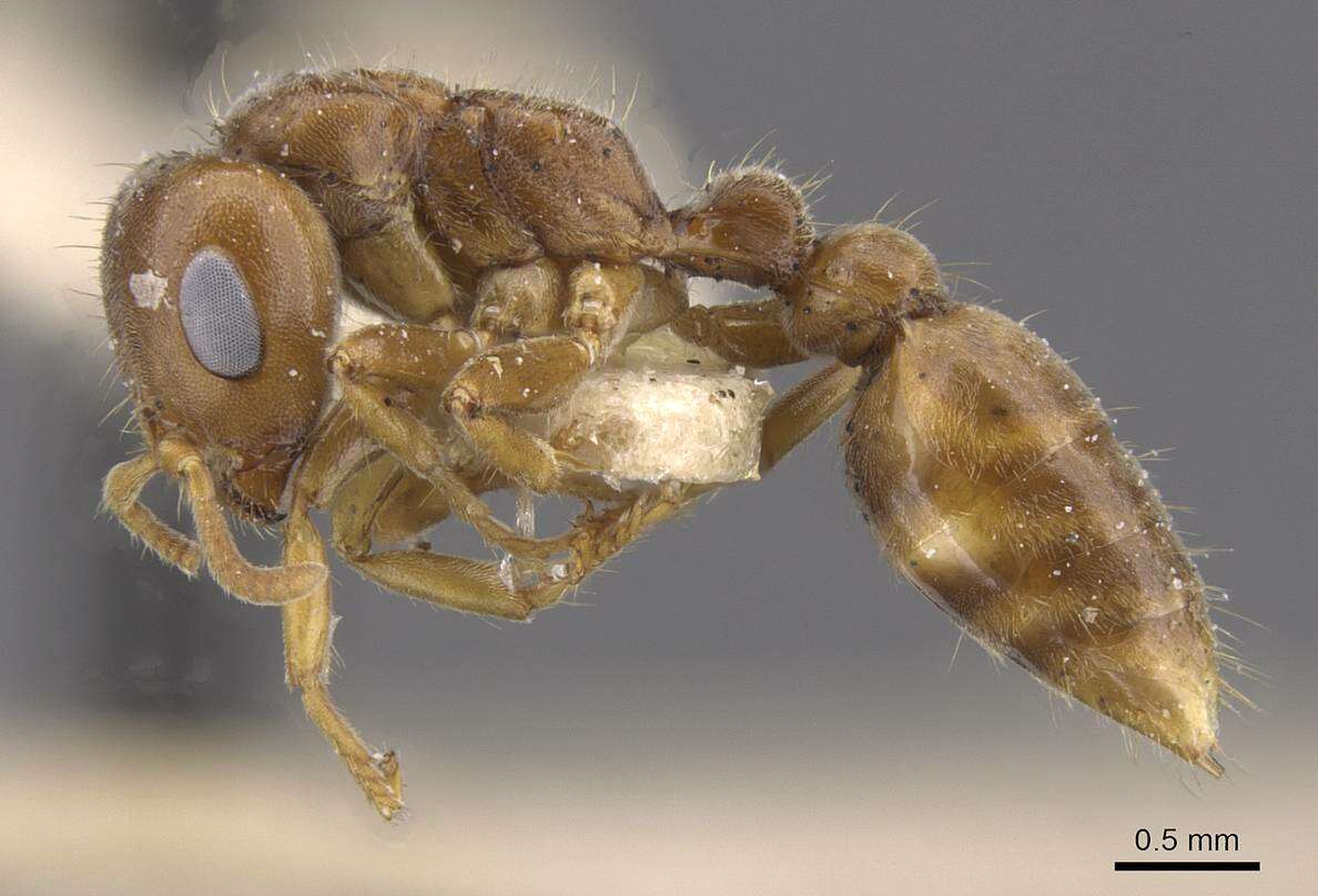 Image of Pseudomyrmex triplaridis (Forel 1904)