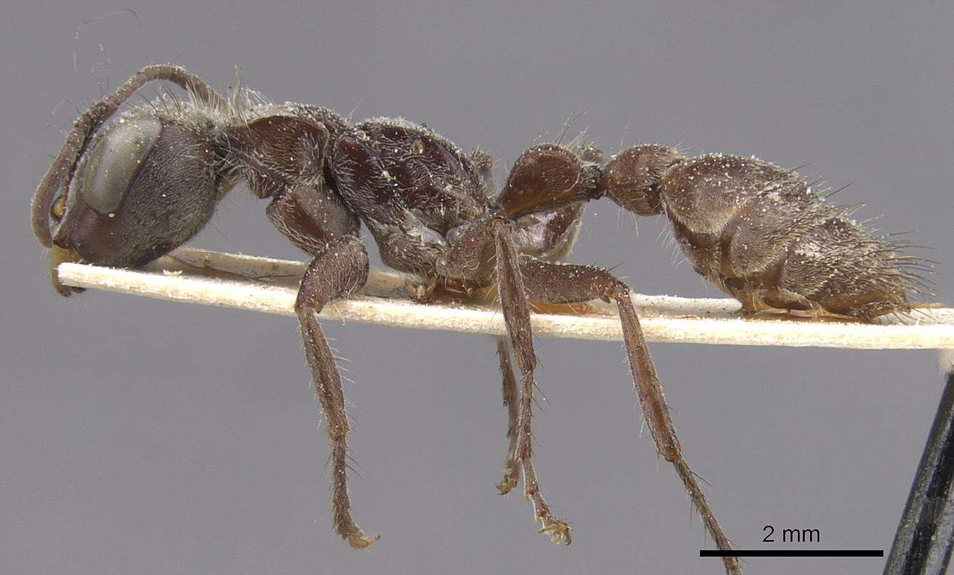 صورة Pseudomyrmex unicolor (Smith 1855)