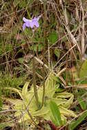 Image of blueflower butterwort