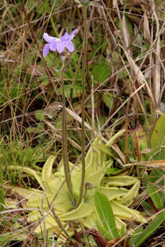 Image de Pinguicula caerulea Walt.