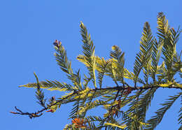 Image of Bald Cypress