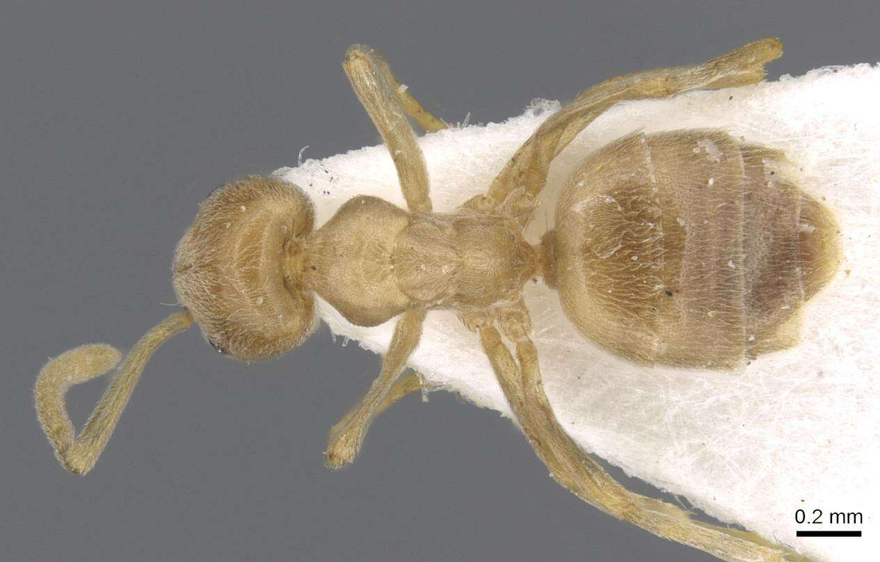 Image de Bothriomyrmex meridionalis (Roger 1863)