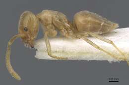 Image de Bothriomyrmex meridionalis (Roger 1863)