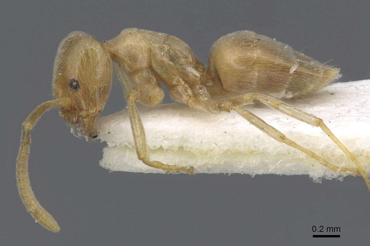 Image de Bothriomyrmex meridionalis (Roger 1863)