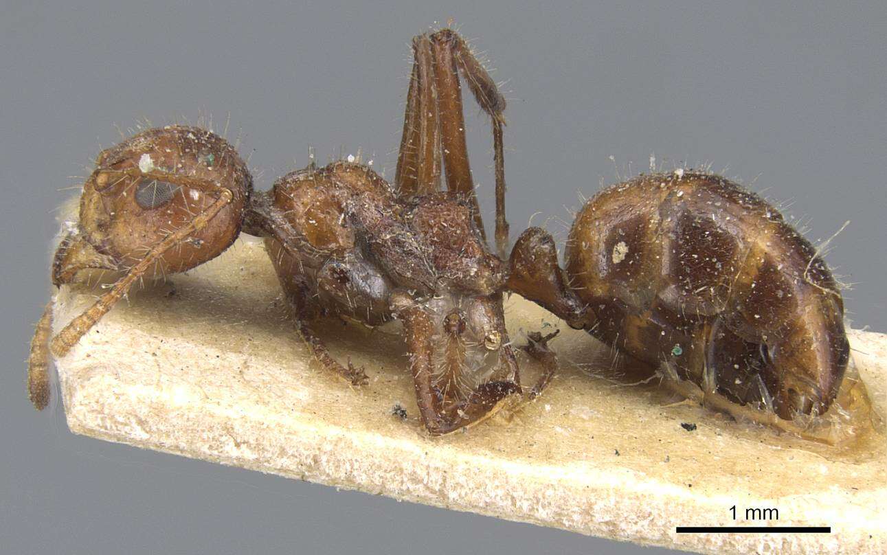 Image of Dolichoderus