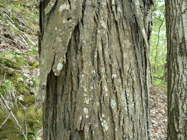 Image of shagbark hickory