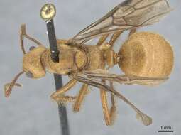 Image of Dolichoderus