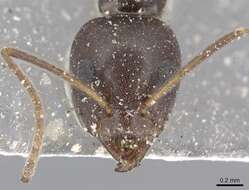 Image of Iridomyrmex anceps (Roger 1863)