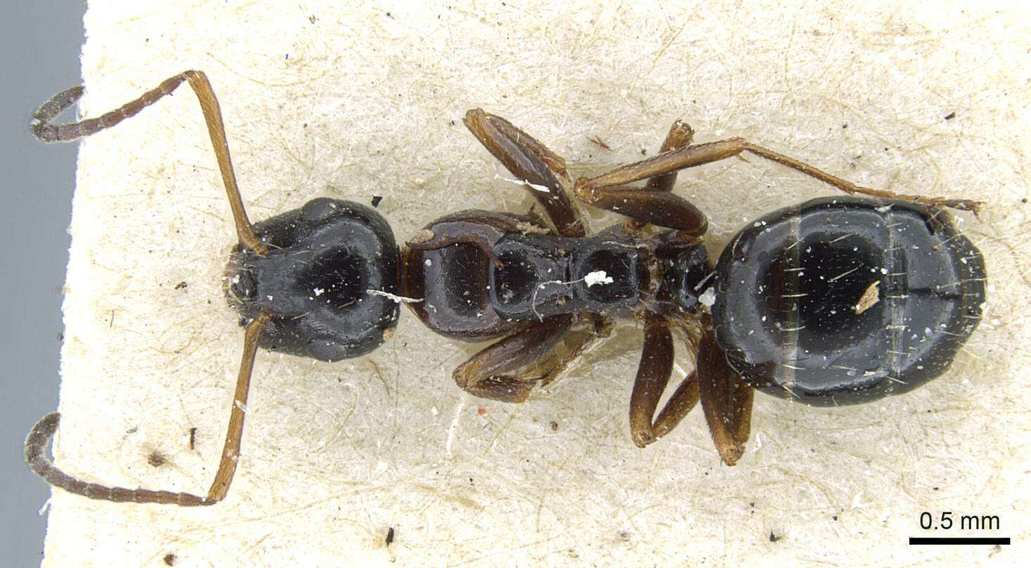 Image of Camponotus piceus (Leach 1825)