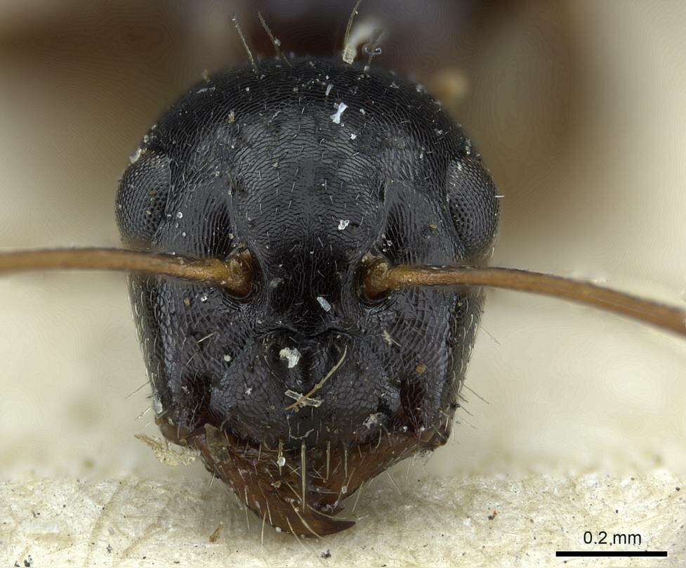 Image of Camponotus piceus (Leach 1825)