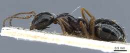 Image of Camponotus piceus (Leach 1825)