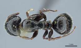 Image of Camponotus piceus (Leach 1825)