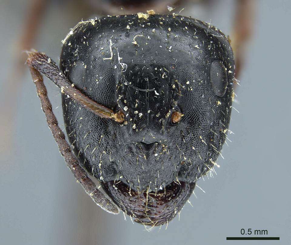 Image of Camponotus piceus (Leach 1825)