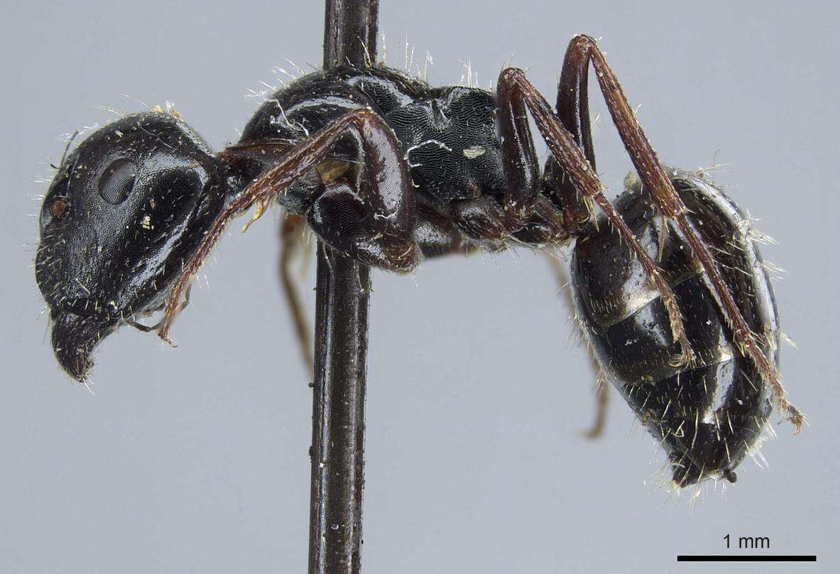 Image of Camponotus piceus (Leach 1825)