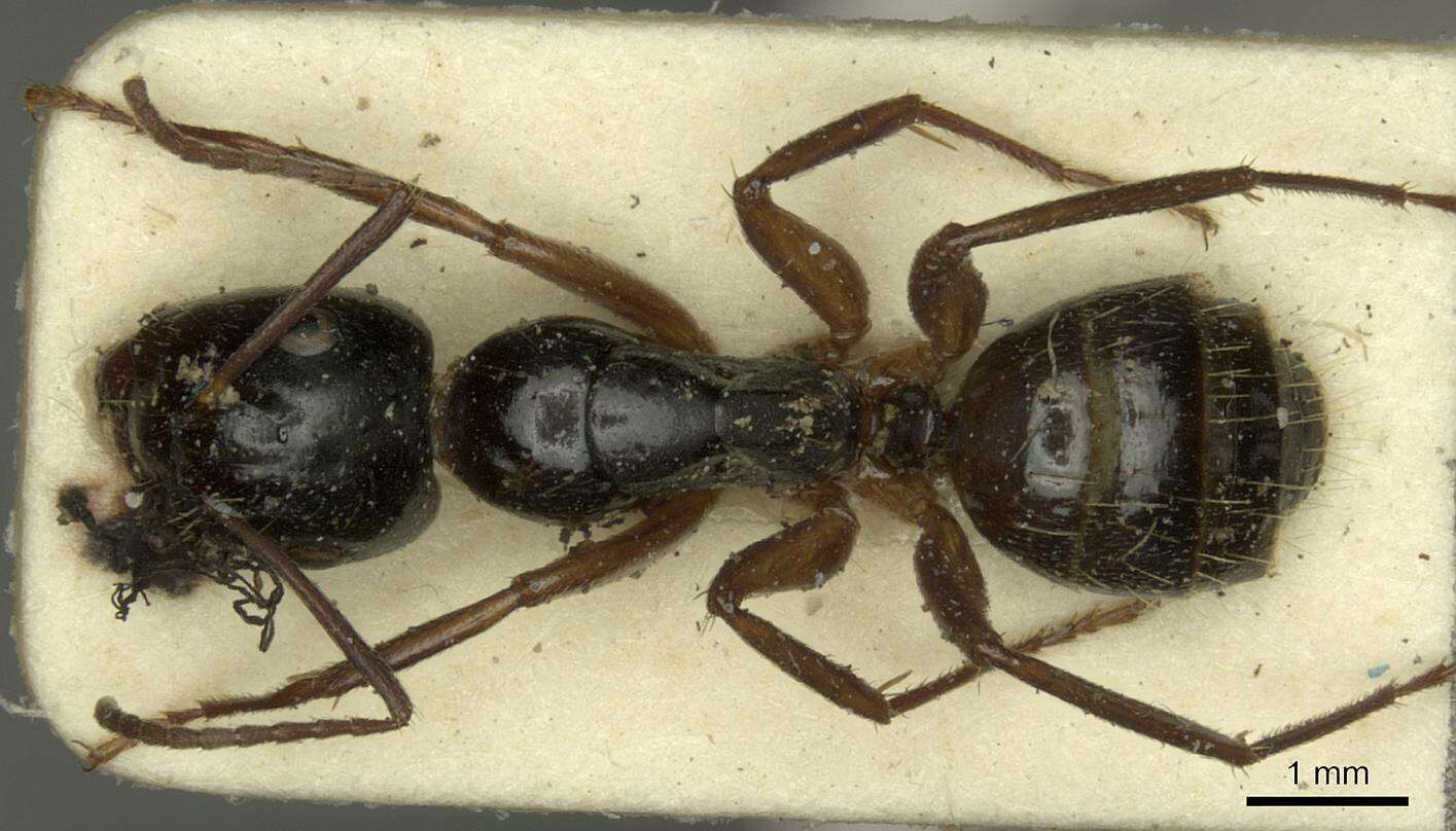 Camponotus tergestinus Mueller 1921的圖片