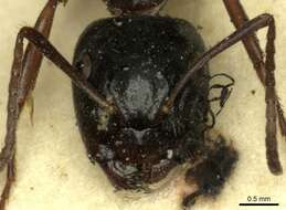 Camponotus tergestinus Mueller 1921的圖片