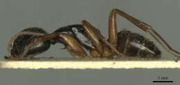 Camponotus tergestinus Mueller 1921的圖片