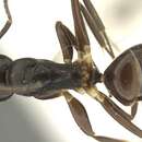 Image of Camponotus auriculatus Mayr 1897